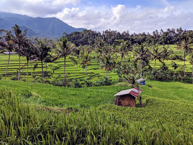 Traditional Balinese village clusters combined with original modern design to comfort